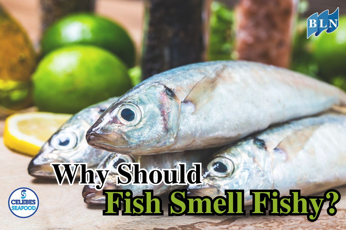 Why Should Fish Smell Fishy?